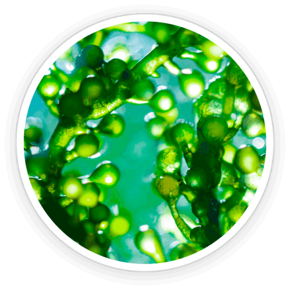 Chlorella Powder